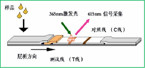 熒光定量檢測(cè)法